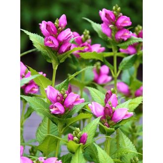 CHELONE OBLIQUA - CSINOS GERLEFEJ