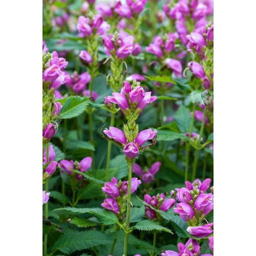 CHELONE OBLIQUA - CSINOS GERLEFEJ