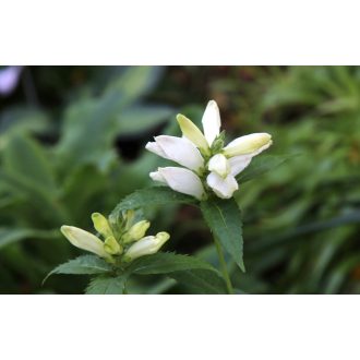 CHELONE OBLIQUA var. ALBA - CSINOS GERLEFEJ