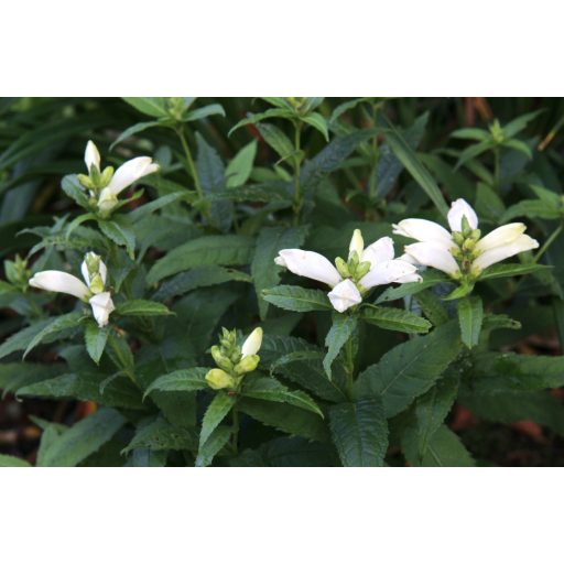 CHELONE OBLIQUA var. ALBA - CSINOS GERLEFEJ