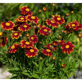 COREOPSIS GRANDIFLORA 