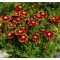 COREOPSIS GRANDIFLORA 