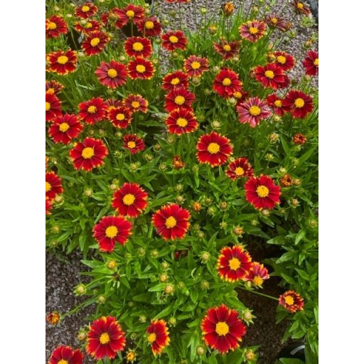 COREOPSIS GRANDIFLORA 
