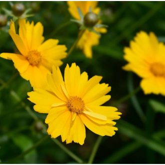   COREOPSIS GRANDIFLORA 'YELLOW RED' - NAGYVIRÁGÚ MENYECSKESZEM