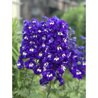  DELPHINIUM ELATUM 'DELPHINA DARK BLUE WHITE BEE' - ÉVELŐ SARKANTYÚFŰ / ÉVELŐ SZARKALÁB/
