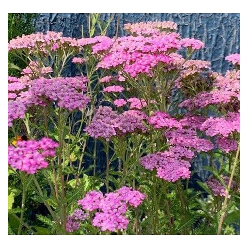 ACHILLEA MILLEFOLIUM 'LILAC BEAUTY' - KÖZÖNSÉGES CICKAFARK