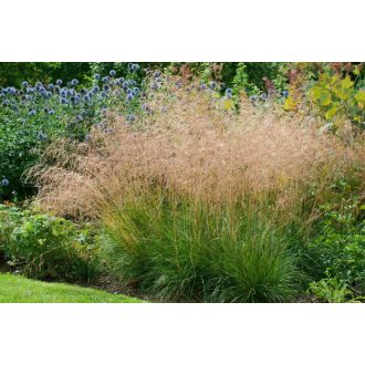 DESCHAMPSIA CESPITOSA 'GOLDTAU' - GYEPES SÉDBÚZA