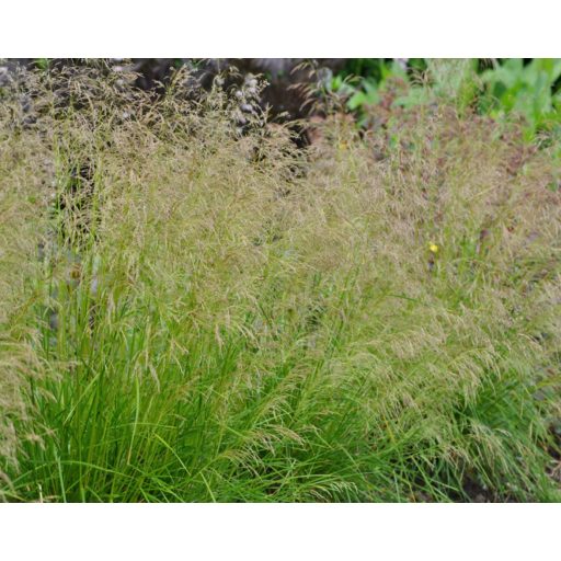 DESCHAMPSIA CESPITOSA 'GOLDTAU' - GYEPES SÉDBÚZA