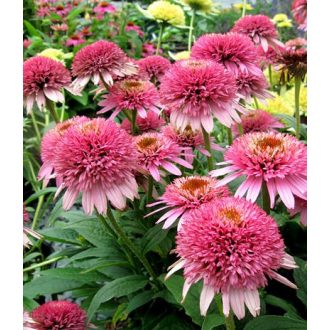   ECHINACEA HYBRIDA  'BUTTERFLY KISSES'-HIBRID KASVIRÁG