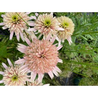 ECHINACEA HYBRIDA 'CHERRY FLUFF'- HIBRID KASVIRÁG