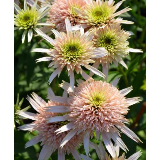 ECHINACEA HYBRIDA 'CHERRY FLUFF'- HIBRID KASVIRÁG