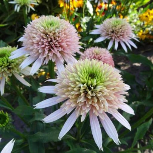 ECHINACEA HYBRIDA 'CHERRY FLUFF'- HIBRID KASVIRÁG