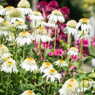 ECHINACEA HYBRIDA 'MILKSHAKE' - HIBRID KASVIRÁG 