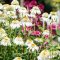 ECHINACEA HYBRIDA 'MILKSHAKE' - HIBRID KASVIRÁG 