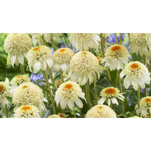 ECHINACEA HYBRIDA 'MILKSHAKE' - HIBRID KASVIRÁG 