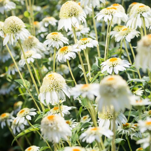 ECHINACEA HYBRIDA 'MILKSHAKE' - HIBRID KASVIRÁG 