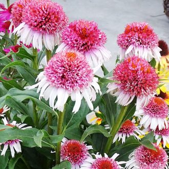   ECHINACEA HYBRIDA 'STRAWBERRY AND CREME'- HIBRID KASVIRÁG