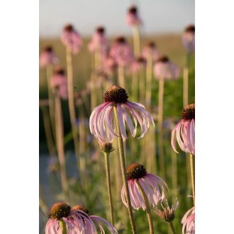 ECHINACEA PALLIDA - HALVÁNY KASVIRÁG