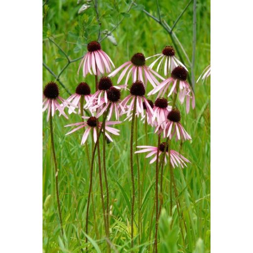 ECHINACEA PALLIDA - HALVÁNY KASVIRÁG
