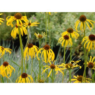 ECHINACEA PARADOXA - SÁRGA KASVIRÁG
