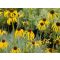ECHINACEA PARADOXA - SÁRGA KASVIRÁG