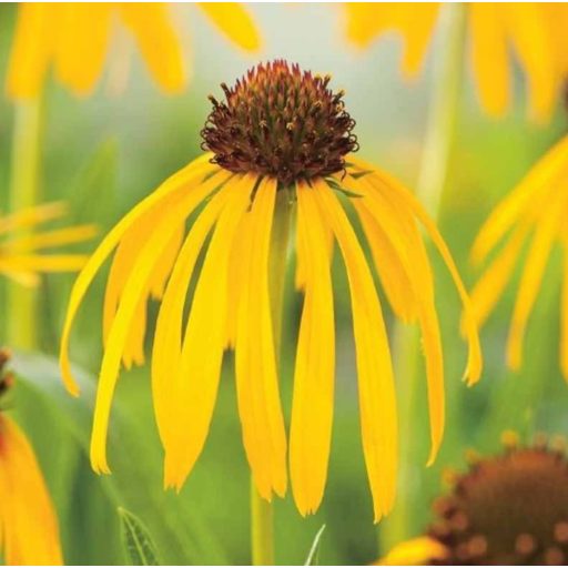 ECHINACEA PARADOXA - SÁRGA KASVIRÁG