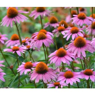 ECHINACEA PURPUREA 'MAGNUS' - BÍBOR KASVIRÁG