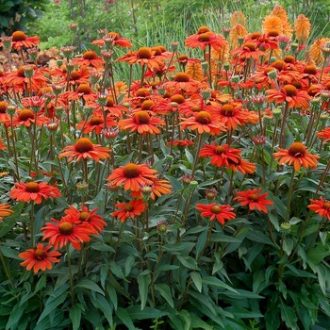   ECHINACEA PURPUREA 'PRAIRIE ORANGE SUNSET' - KASVIRÁG