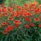 ECHINACEA PURPUREA 'PRAIRIE ORANGE SUNSET' - KASVIRÁG
