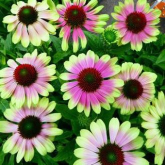   ECHINACEA PURPUREA 'PRAIRIE VINTAGE LIME' - KASVIRÁG