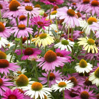 ECHINACEA PURPUREA - BÍBOR KASVIRÁG (színkeverék)