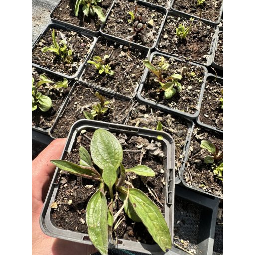 ECHINACEA PURPUREA - BÍBOR KASVIRÁG (színkeverék)