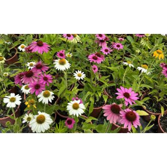 ECHINACEA PURPUREA 'PRAIRIE BLAZE MIX' - KASVIRÁG