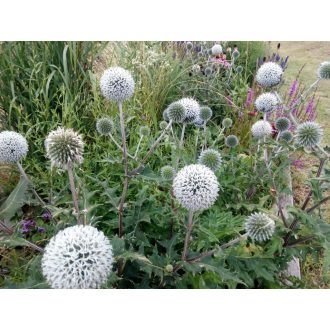   ECHINOPS BANNATICUS- STAR FROST - BÁNÁTI SZAMÁRKENYÉR (FEHÉR)