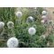 ECHINOPS BANNATICUS- STAR FROST - BÁNÁTI SZAMÁRKENYÉR (FEHÉR)