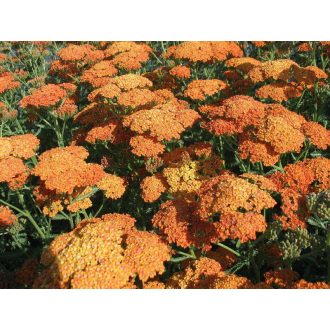   ACHILLEA MILLEFOLIUM 'TERRACOTTA' - KÖZÖNSÉGES CICKAFARK