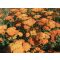 ACHILLEA MILLEFOLIUM 'TERRACOTTA' - KÖZÖNSÉGES CICKAFARK