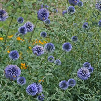   ECHINOPS BANNATICUS 'BLUE GLOW' - BÁNÁTI SZAMÁRKENYÉR