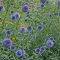 ECHINOPS BANNATICUS 'BLUE GLOW' - BÁNÁTI SZAMÁRKENYÉR