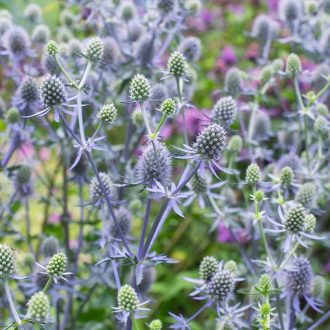 ERYNGIUM PLANUM - KÉK IRINGÓ