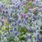 ERYNGIUM PLANUM - KÉK IRINGÓ