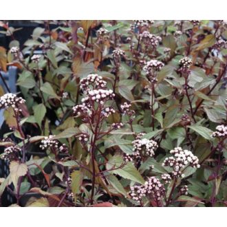   EUPATORIUM RUGOSUM 'CHOCOLATE' - BORDÓ LEVELŰ SÉDKENDER