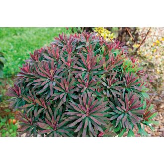   EUPHORBIA AMYGDALOIDES 'WALBERTON'S RUBY GLOW' - ERDEI KUTYATEJ