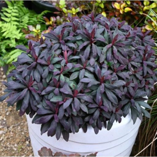 EUPHORBIA AMYGDALOIDES 'WALBERTON'S RUBY GLOW' - ERDEI KUTYATEJ