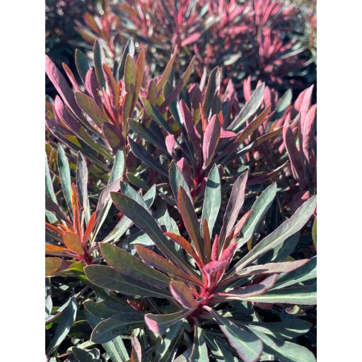 EUPHORBIA AMYGDALOIDES 'WALBERTON'S RUBY GLOW' - ERDEI KUTYATEJ
