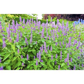 agastache_blue_fortune
