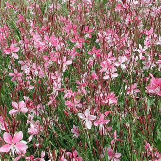   GAURA (OENOTHERA) LINDHEIMERI 'SISSKIYOU PINK' - ÉVELŐ DÍSZGYERTYA