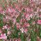 GAURA (OENOTHERA) LINDHEIMERI 'SISSKIYOU PINK' - ÉVELŐ DÍSZGYERTYA