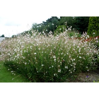   GAURA (OENOTHERA) LINDHEIMERI 'WHIRLING BUTTERFILES' - ÉVELŐ DÍSZGYERTYA