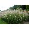 GAURA (OENOTHERA) LINDHEIMERI 'WHIRLING BUTTERFILES' - ÉVELŐ DÍSZGYERTYA